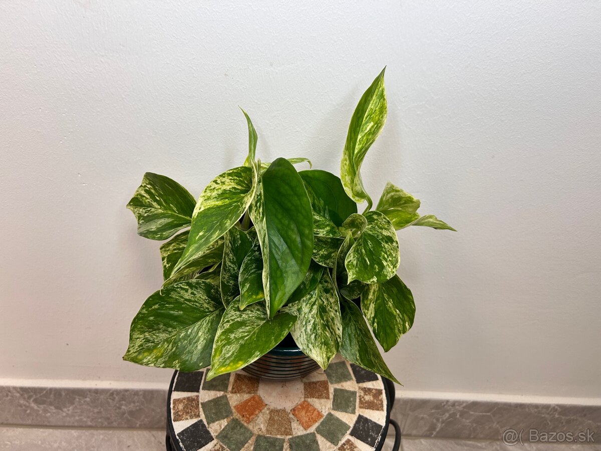 Epipremnum Marble Queen