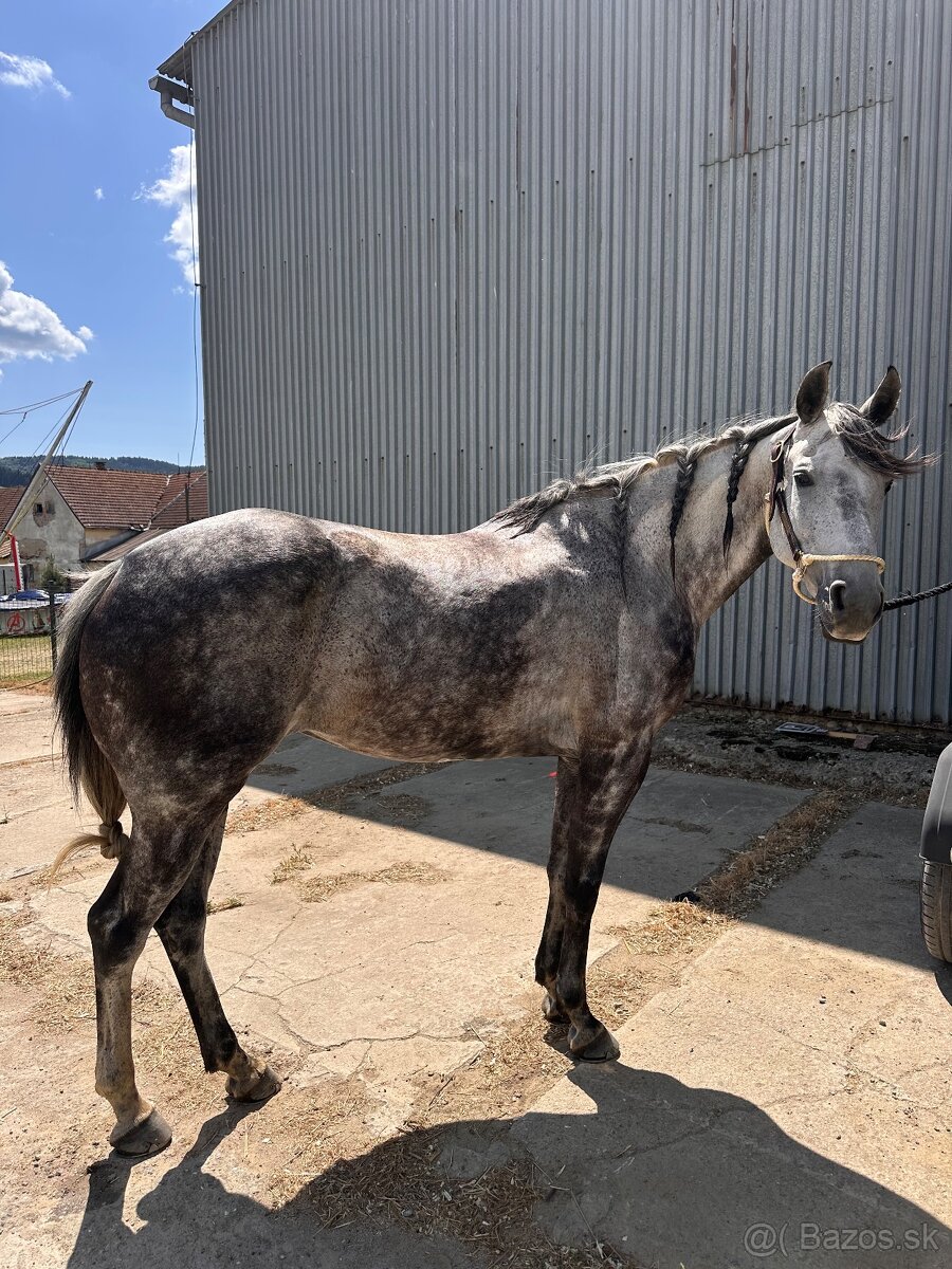 Kobyla Quarter horse