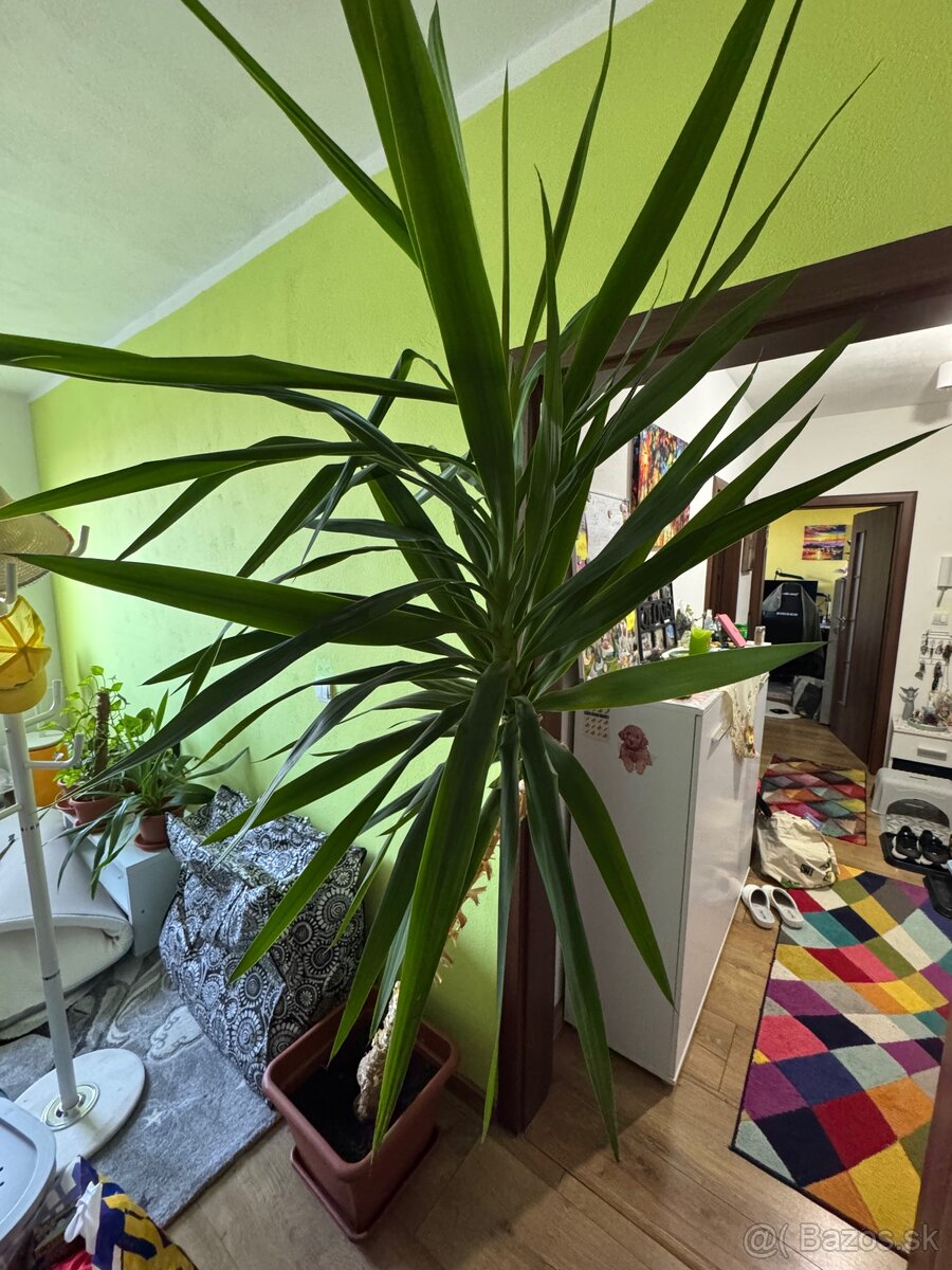 Yucca