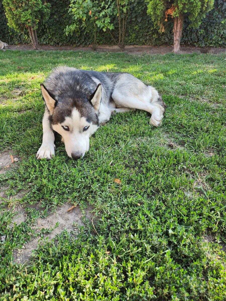 Husky