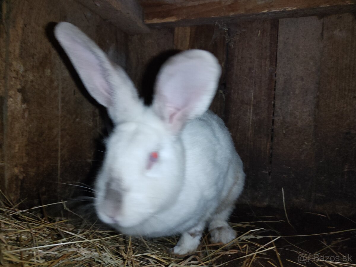 Dospelá pokojná samica HYLA akcia 25€ priamo Prešov