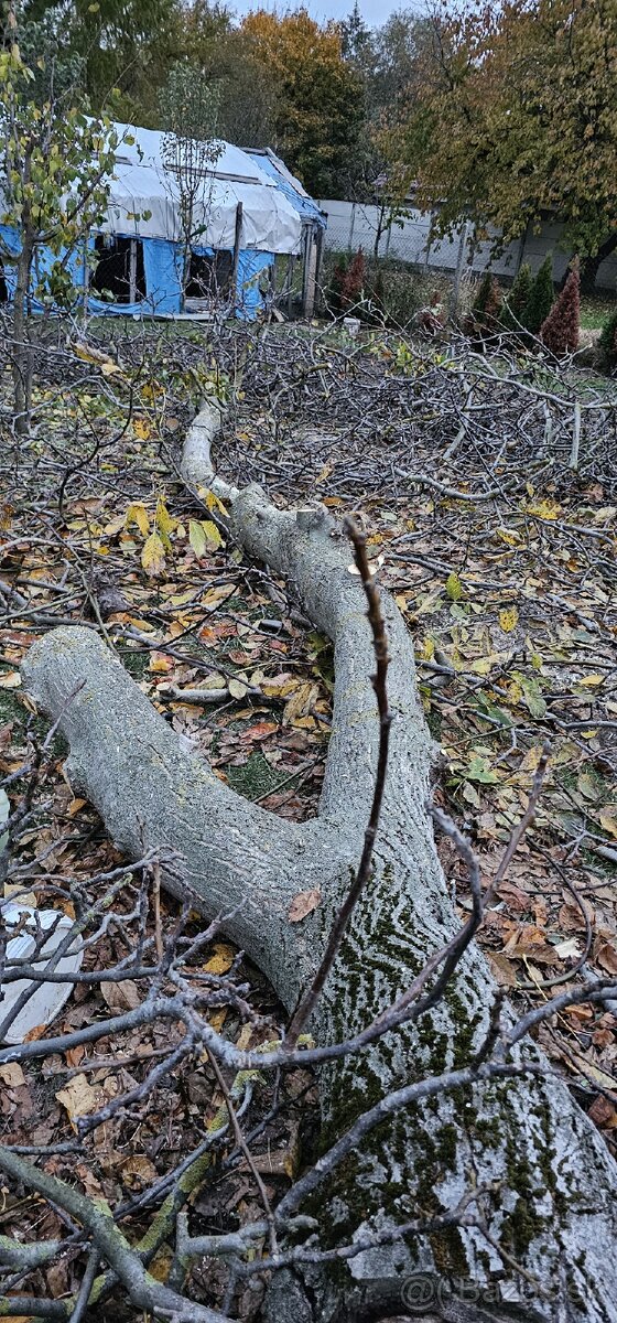 Predam orechove drevo