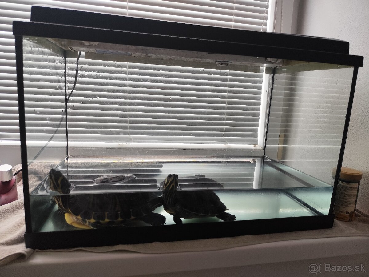 Darujem do dobrých rúk korytnačky