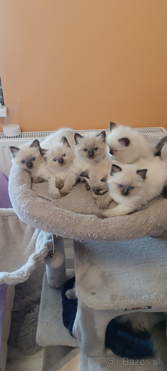Ragdoll mačiatka, mačka