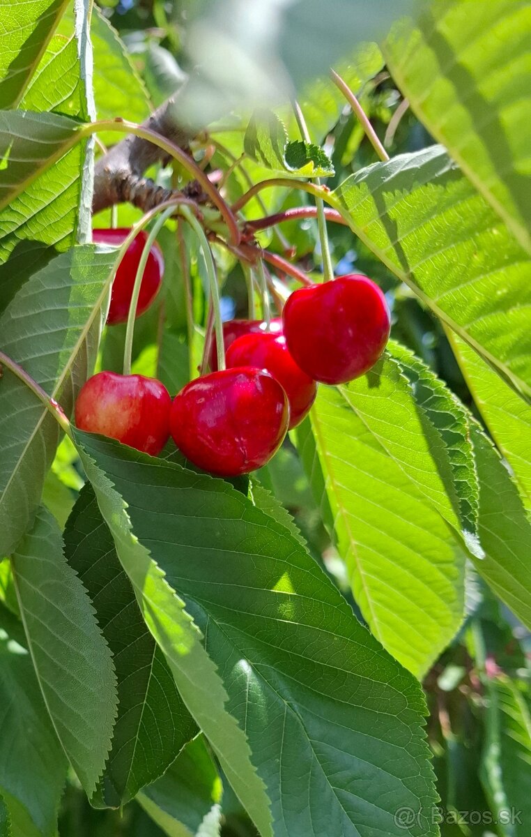 Bio čerešne