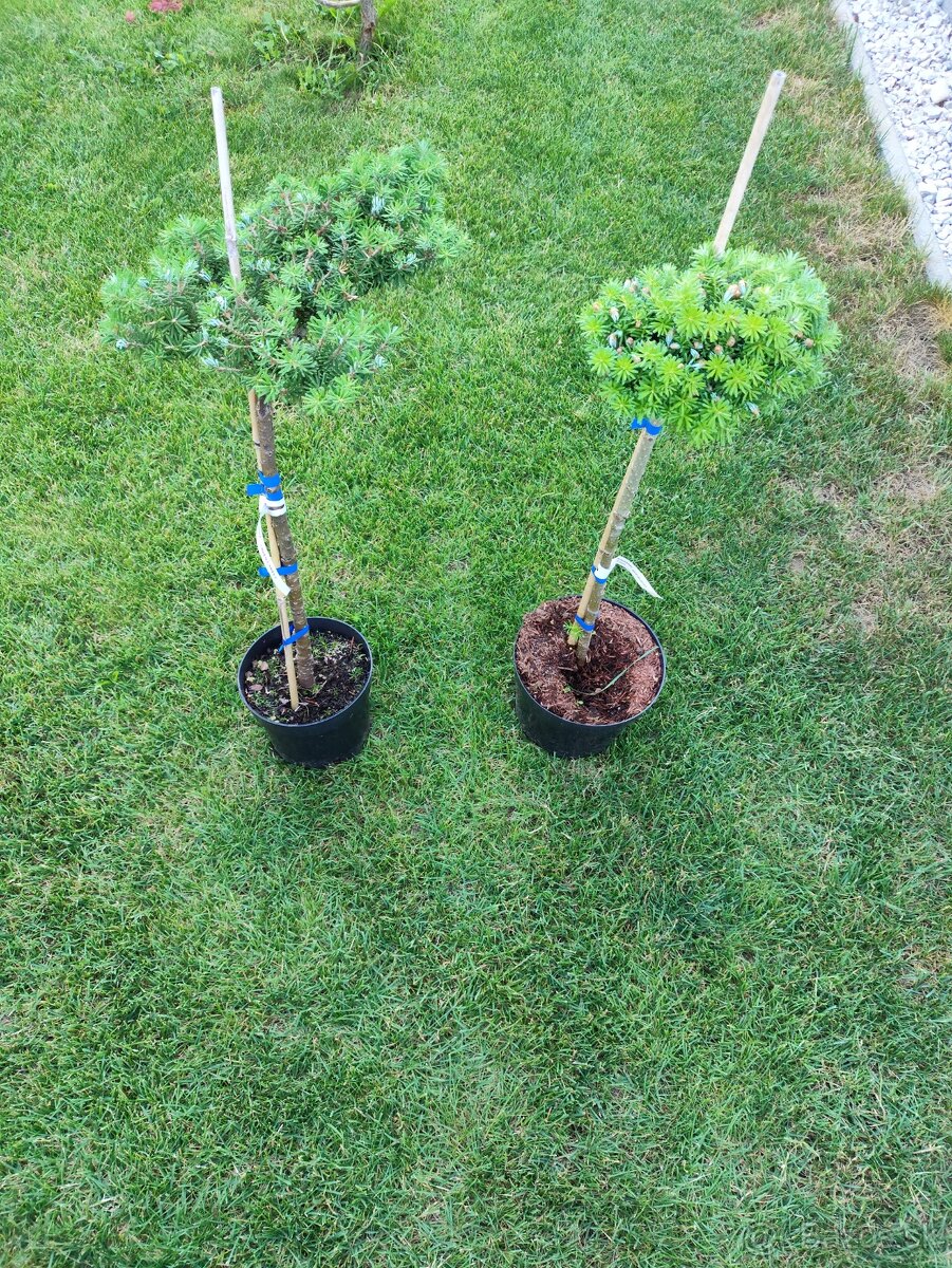 Jedla Korejska na kmienku