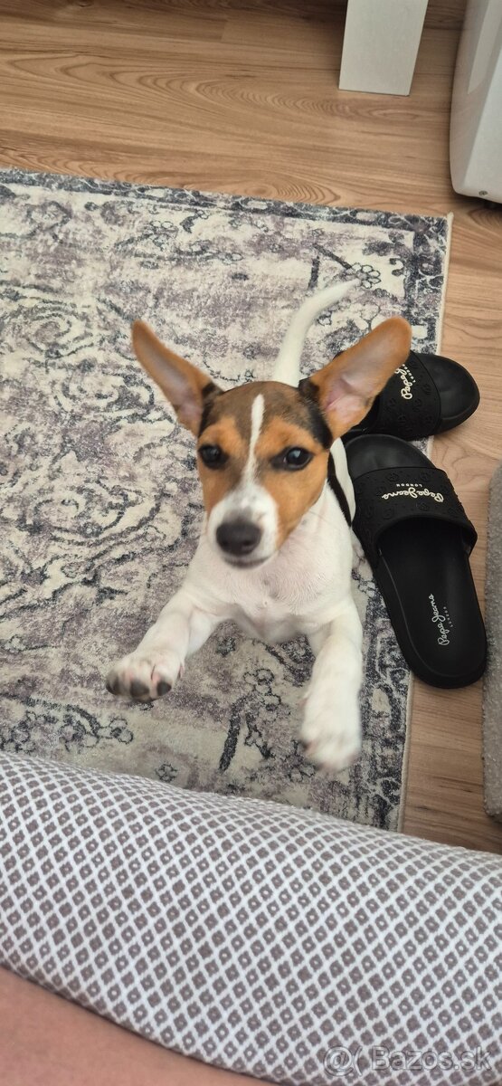 Jack Russel