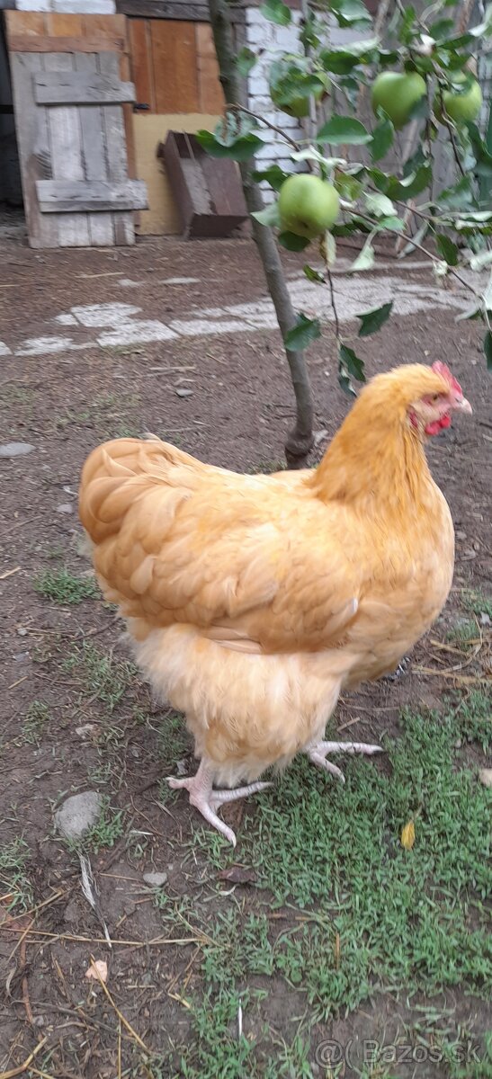 Kohút orpington žltý