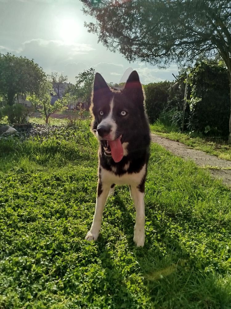 Husky / Border kólia