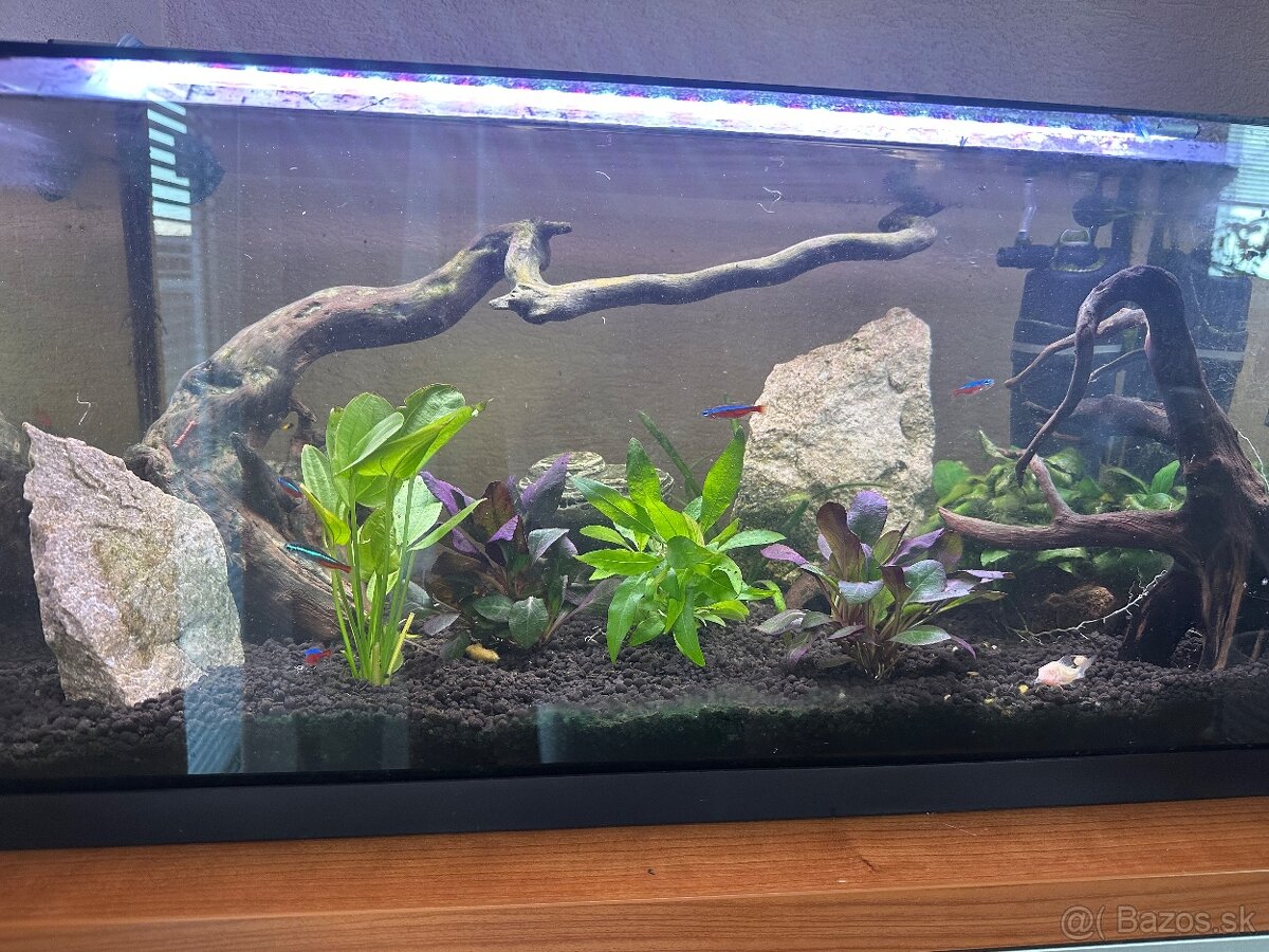 Akvárium 60 + sinkor Led svetlo