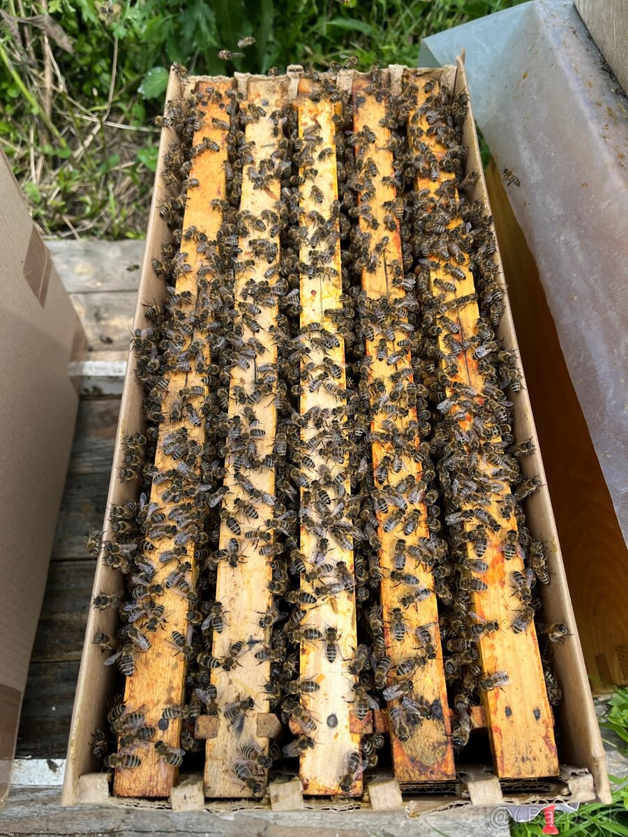 Predám včely - odložence