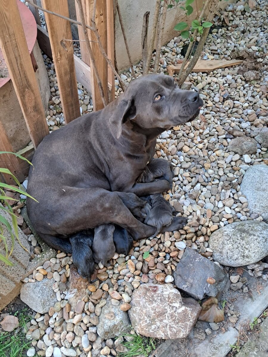 Predám šteniatka Cane Corso + Bandog