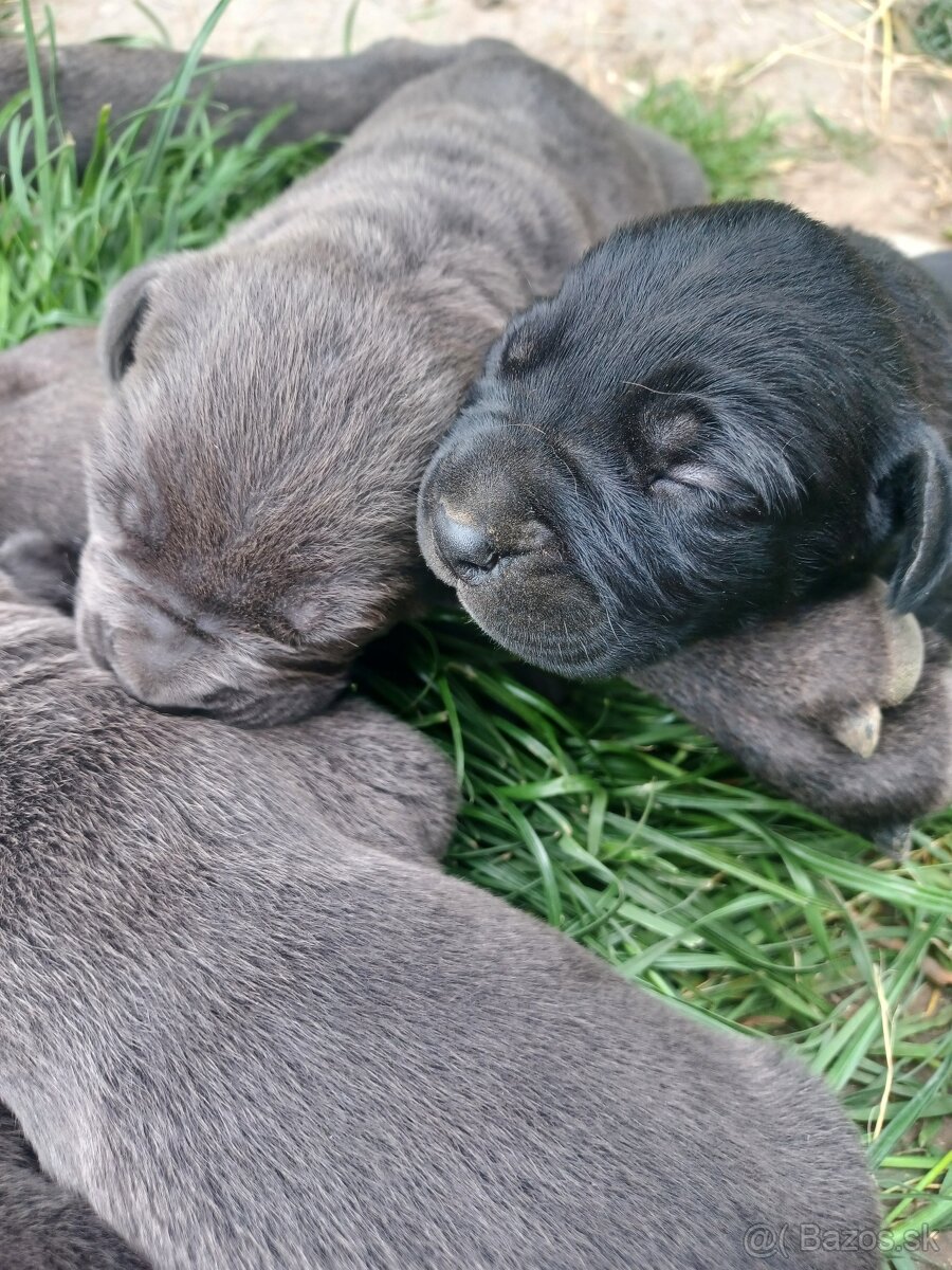 Predám šteniatka Cane Corso + Bandog