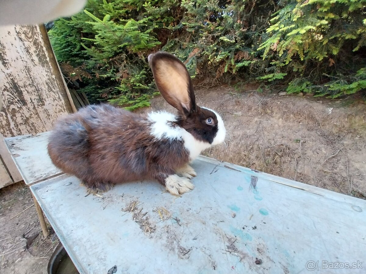 Šarišský obrovitý králik