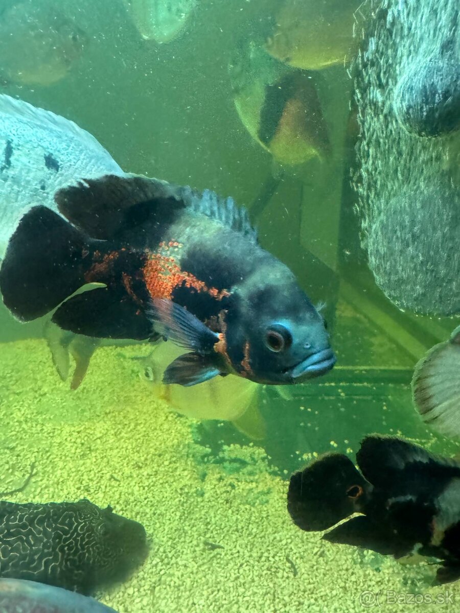 Ocellatus