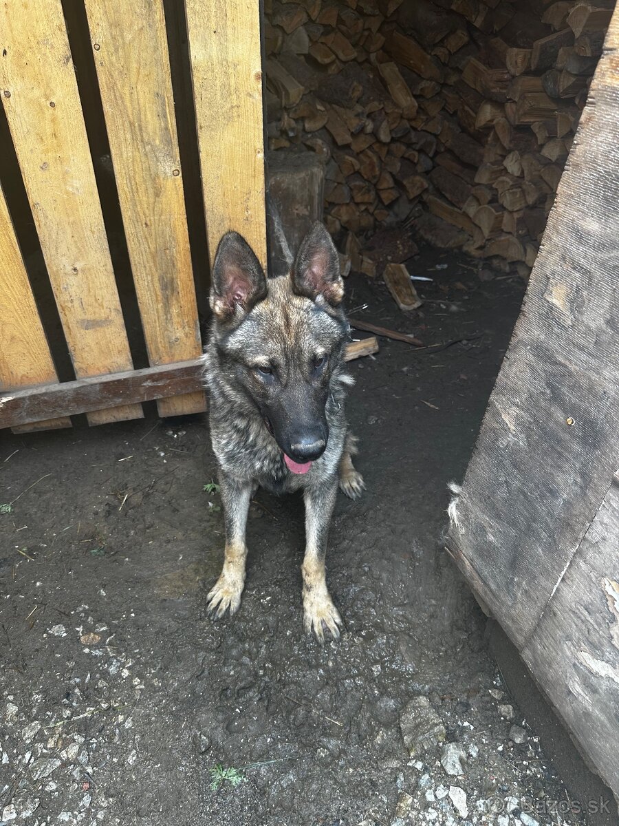 Nemecky ovčiak