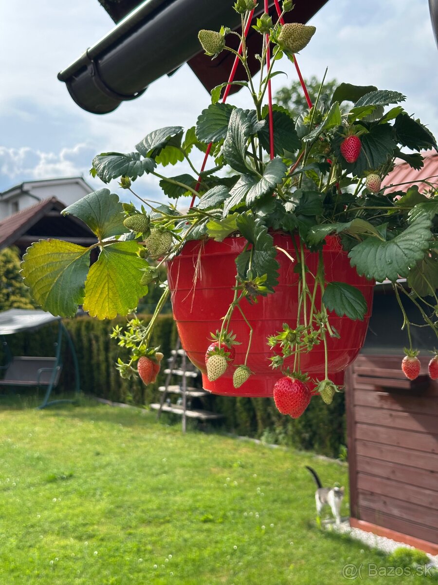 Dvojčlenná rodina si prenajme dom na tichom mieste
