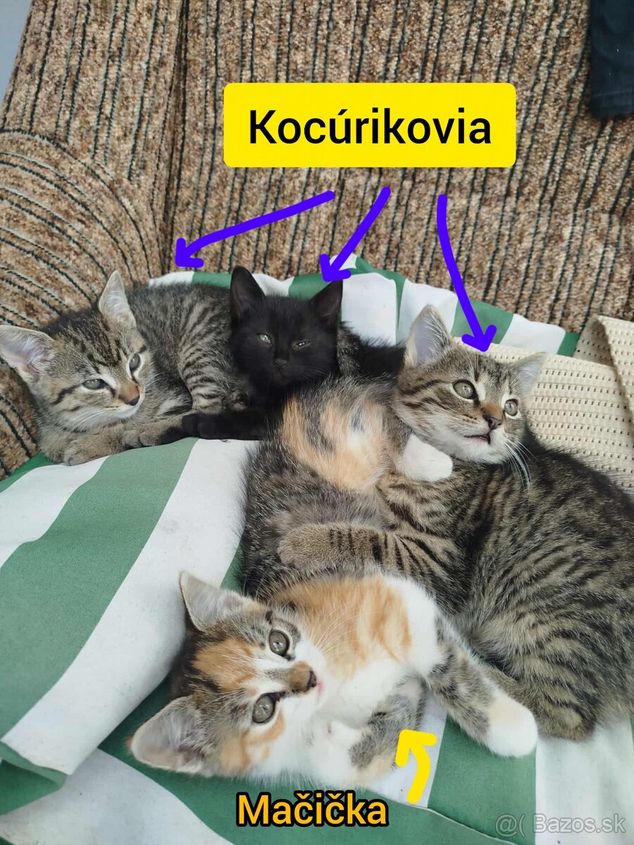 Darujem mačiatká