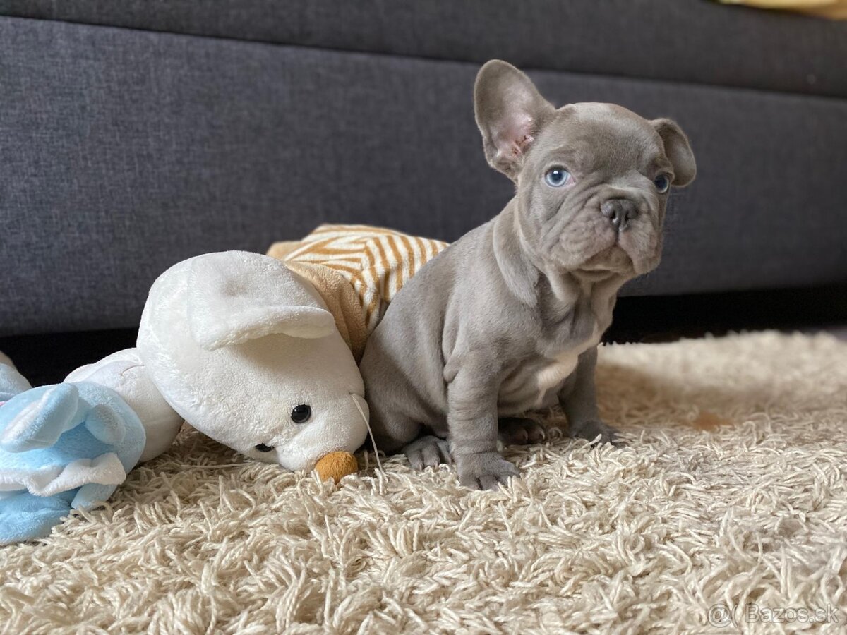 Francúzsky buldoček