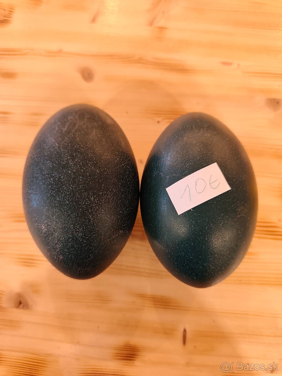 Predám vajcia emu hnedý