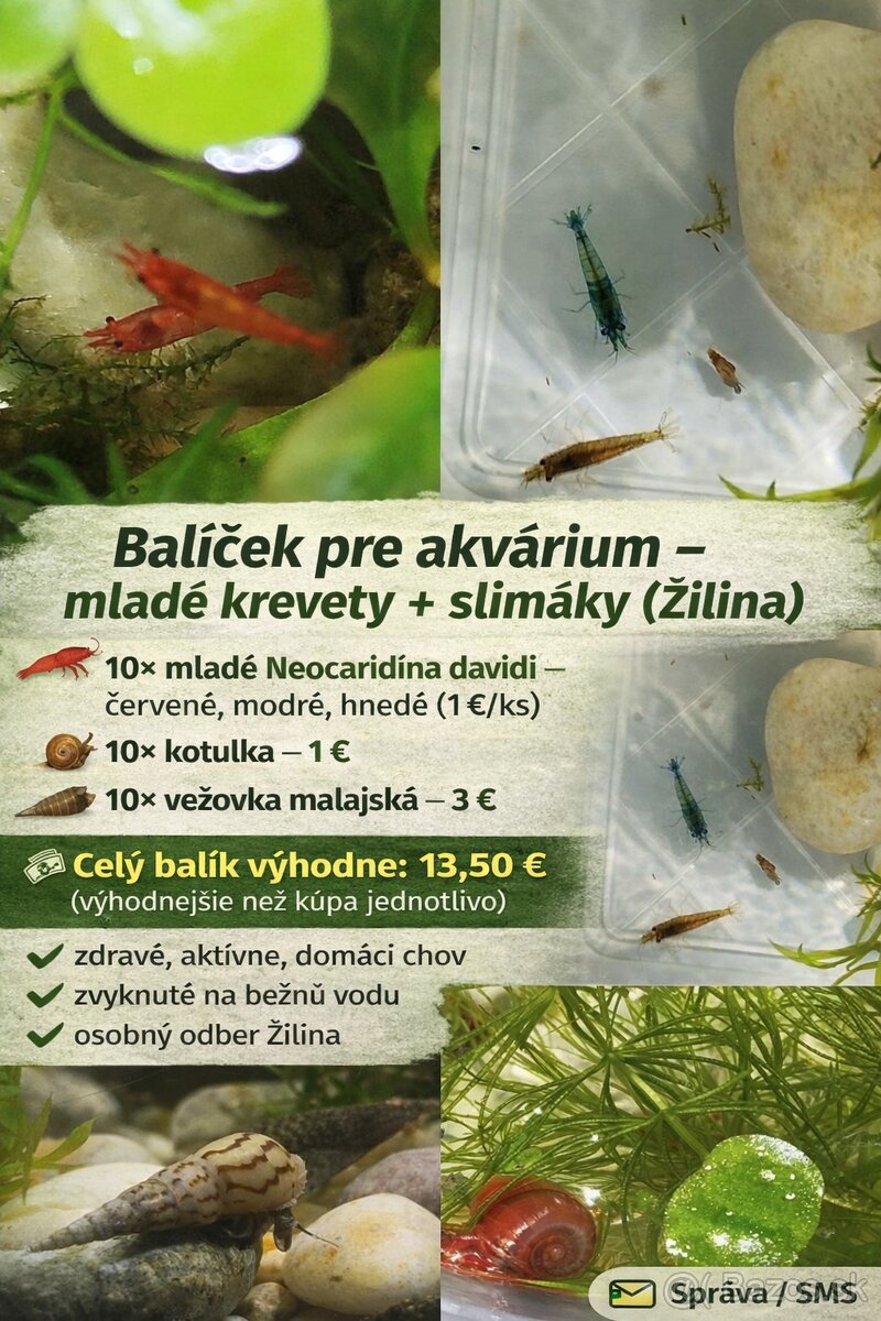 Balíček pre akvárium – mladé krevety + slimáky