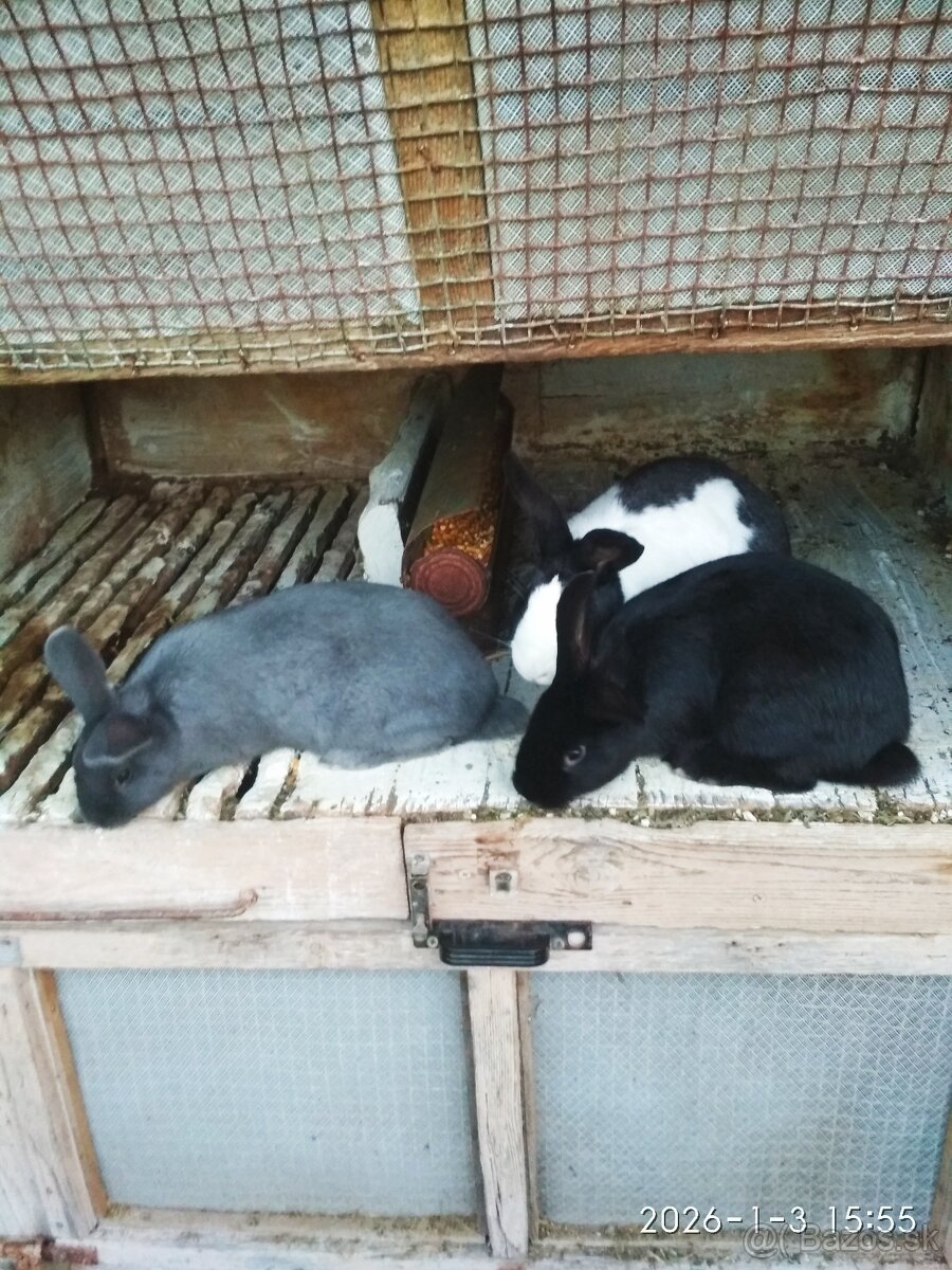 Predám , samcov - králiky,zajace