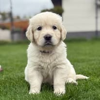 šteniatka Zlatého retrievera s PP