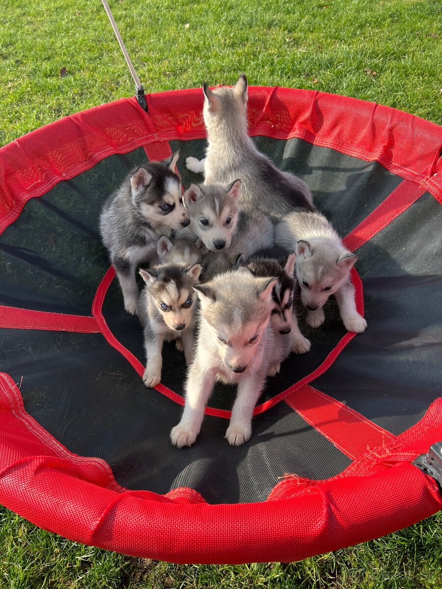 Steniatka sibirsky husky