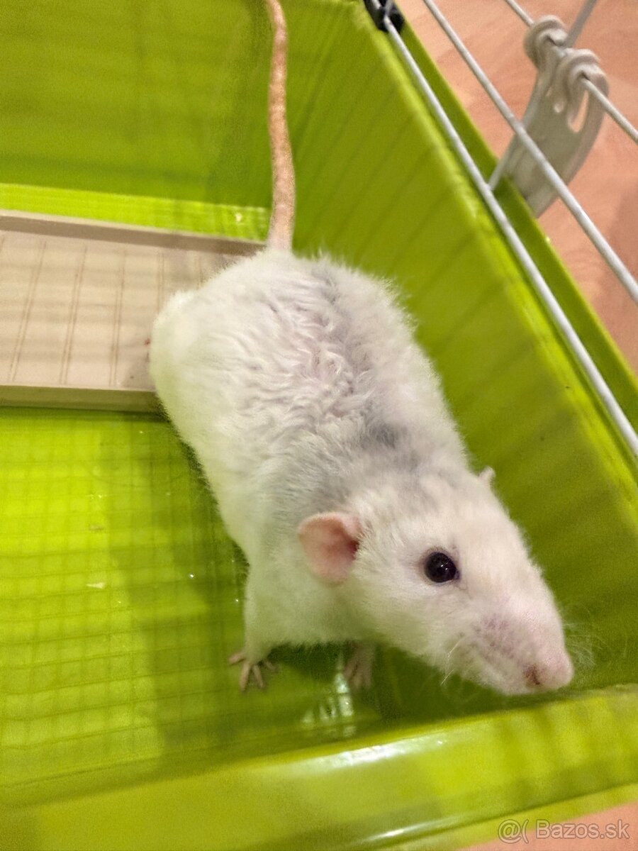 Hľadáme domov pre troch potkaníkov