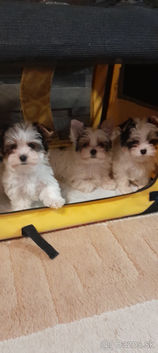 Yorkshirský terrier -biewer