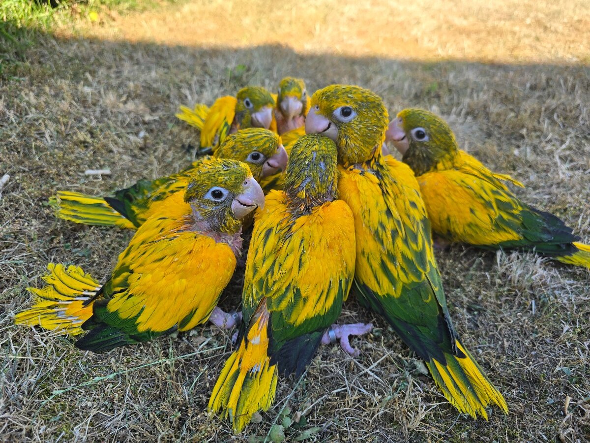 Aratinga guarouba - ručne dokŕmené mláďatká + pod rodičmi