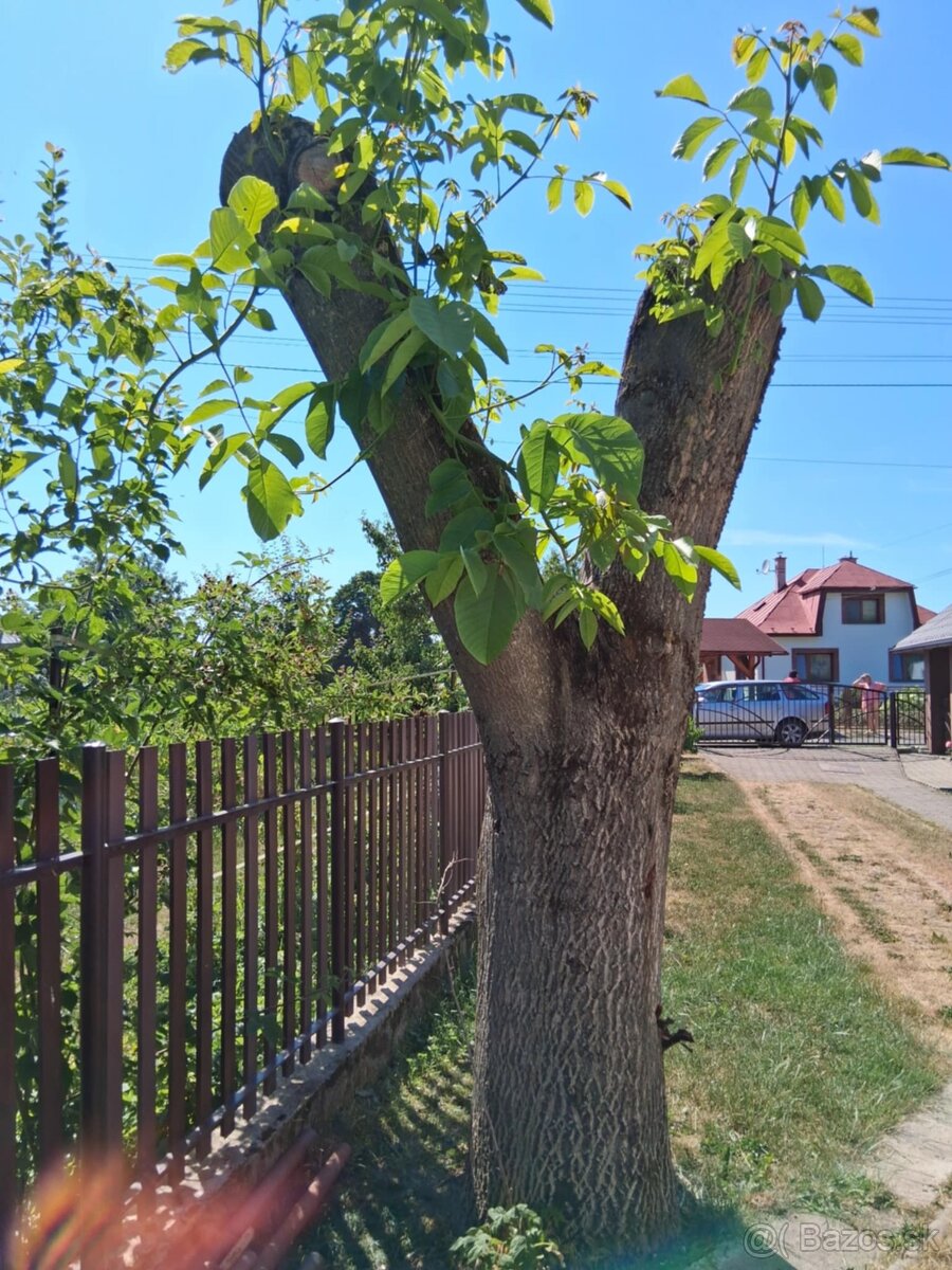 Orechový kmeň