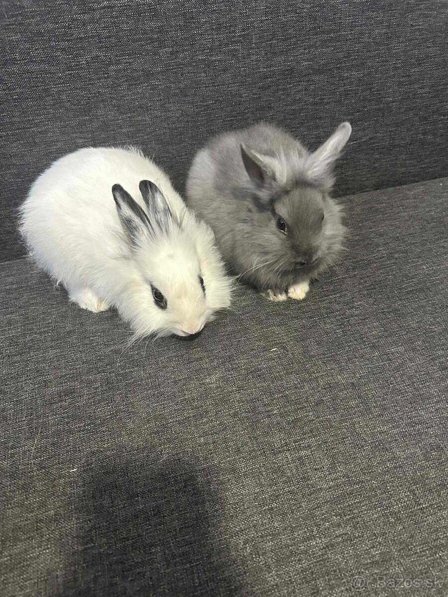 zakrslý králik