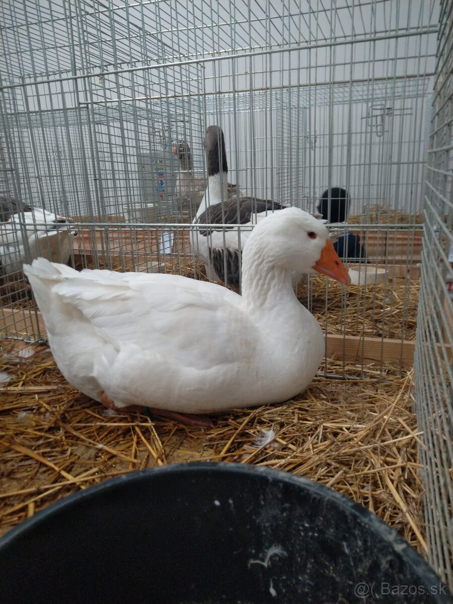 Slovenská biela hus