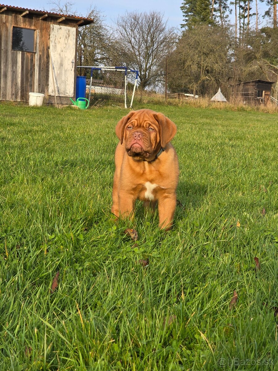 Bordeauxská doga s PP