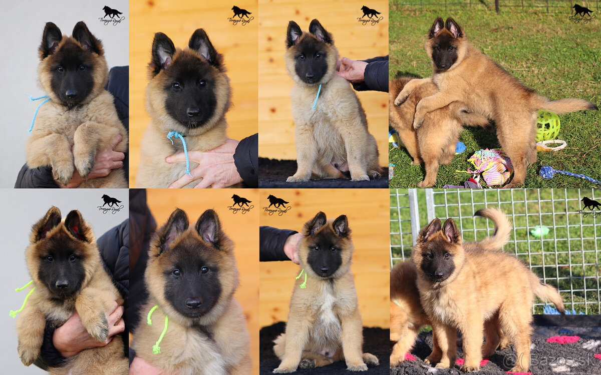 Belgický ovčiak Tervueren - šteniatka s PP na odber