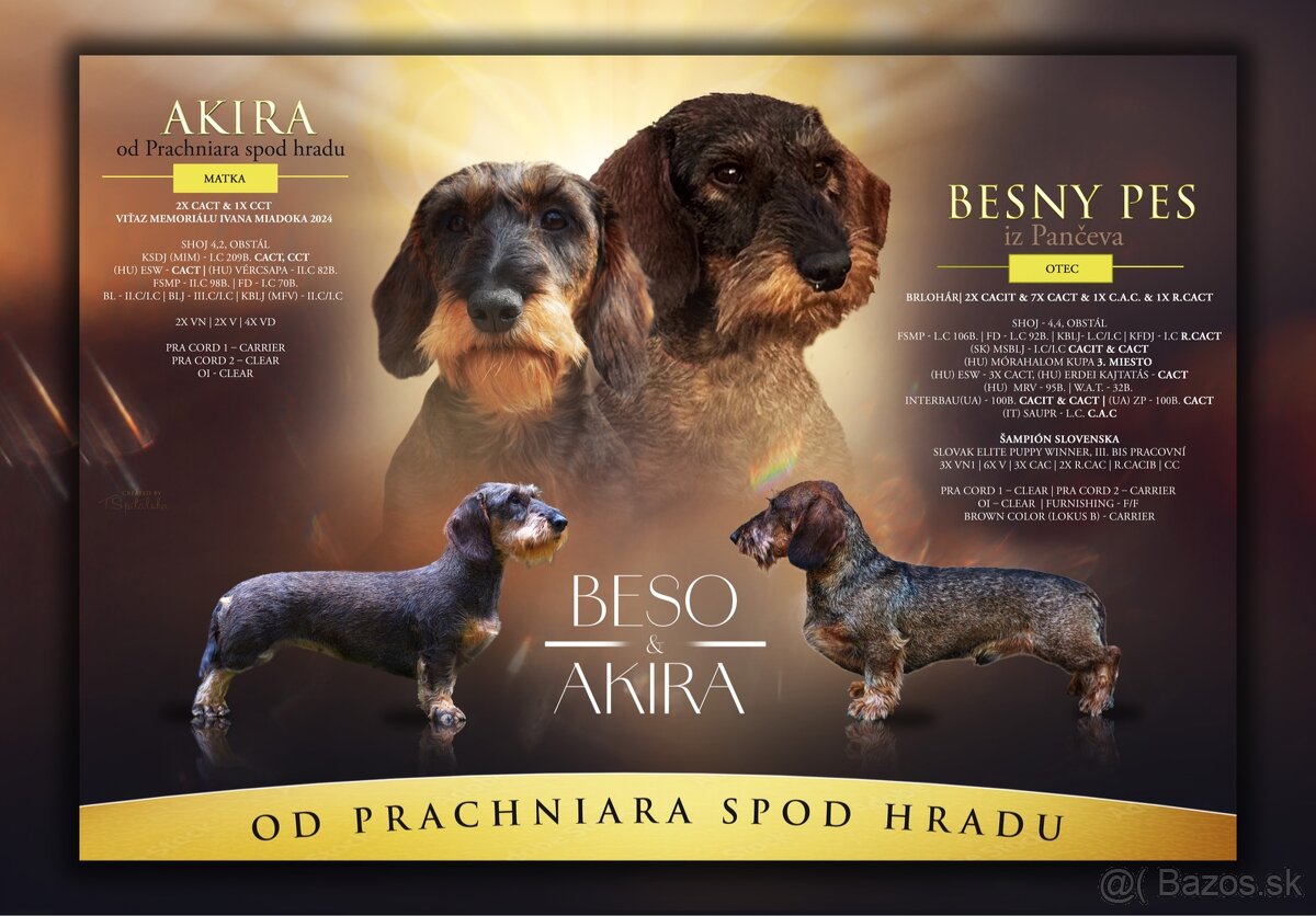 Šteniatka jazvečíka hrubosrstého