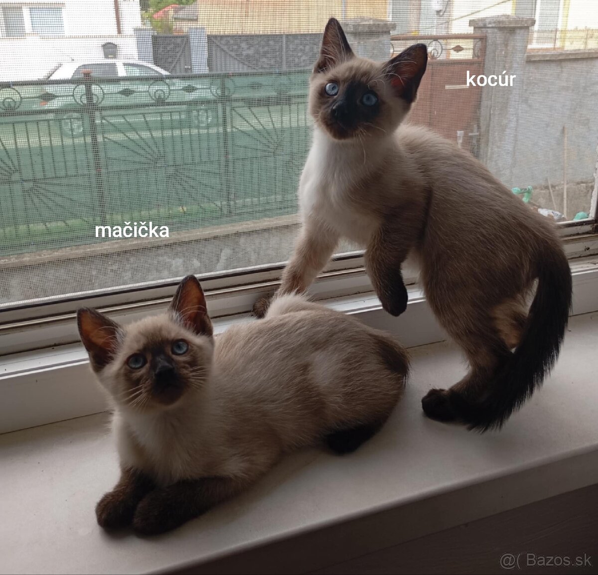 Ragdoll Siamsky
