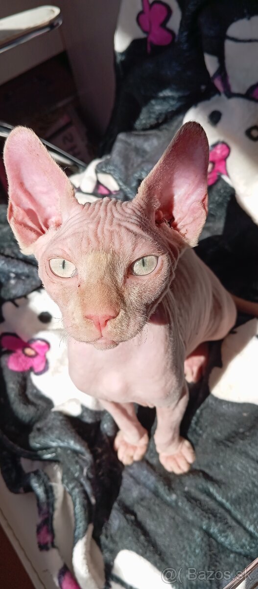 Kanadský sphynx kocúrik