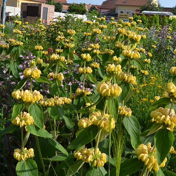 Phlomis žltý