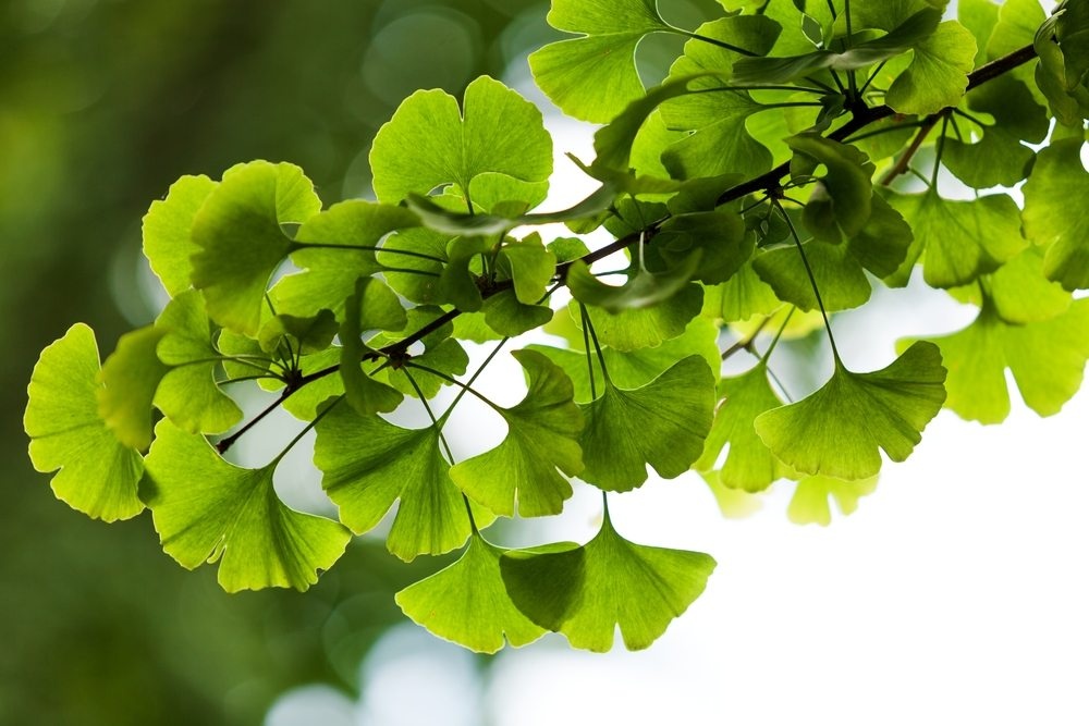 Ginko biloba SADENICe