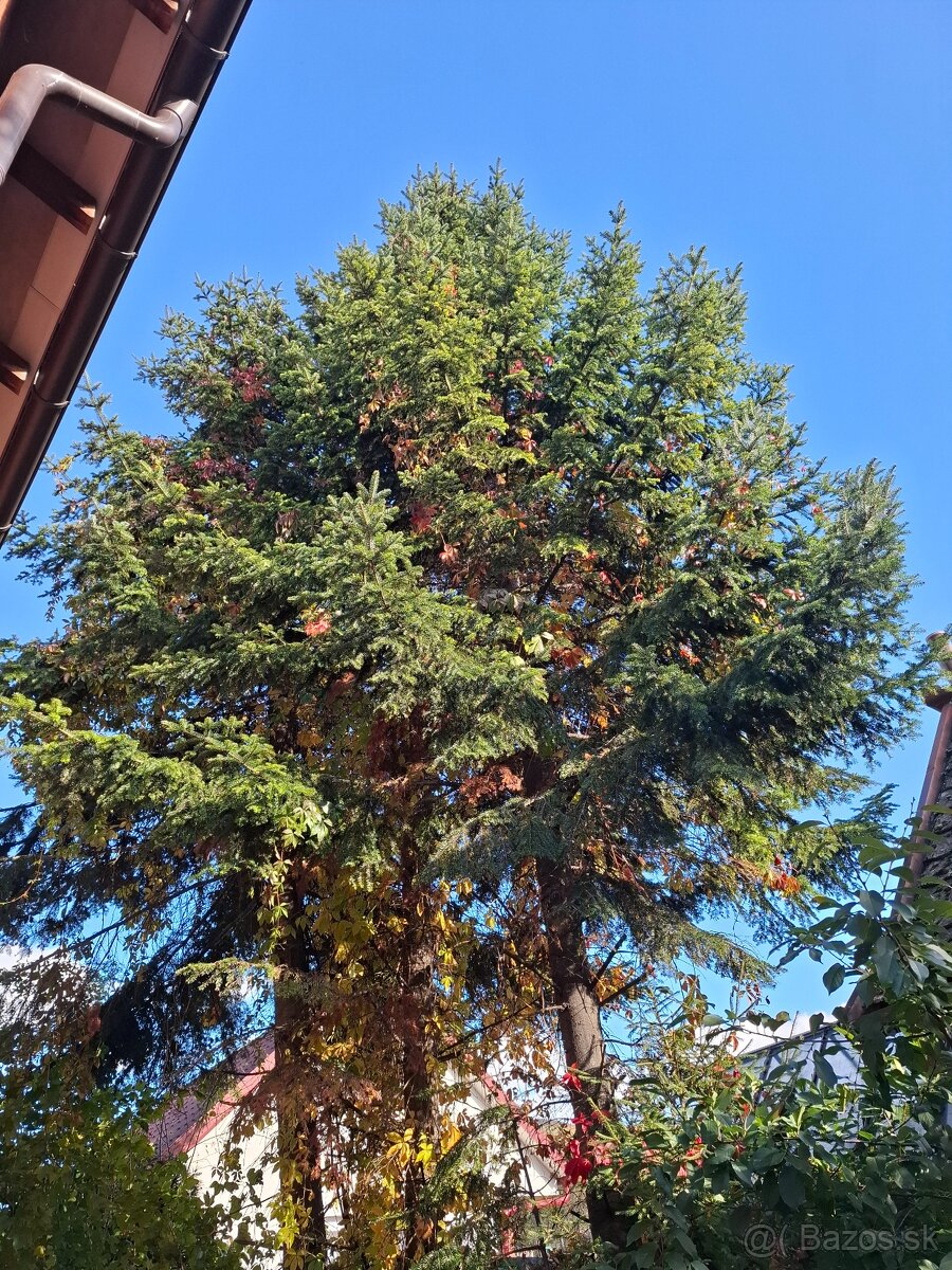 Vianoce pri krbe vo vlastnom dome pri TN