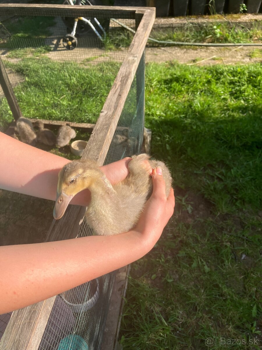 Indicky bezec