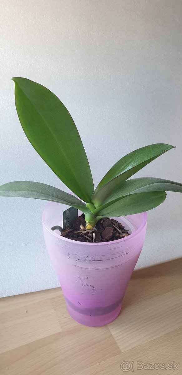 Orchidea