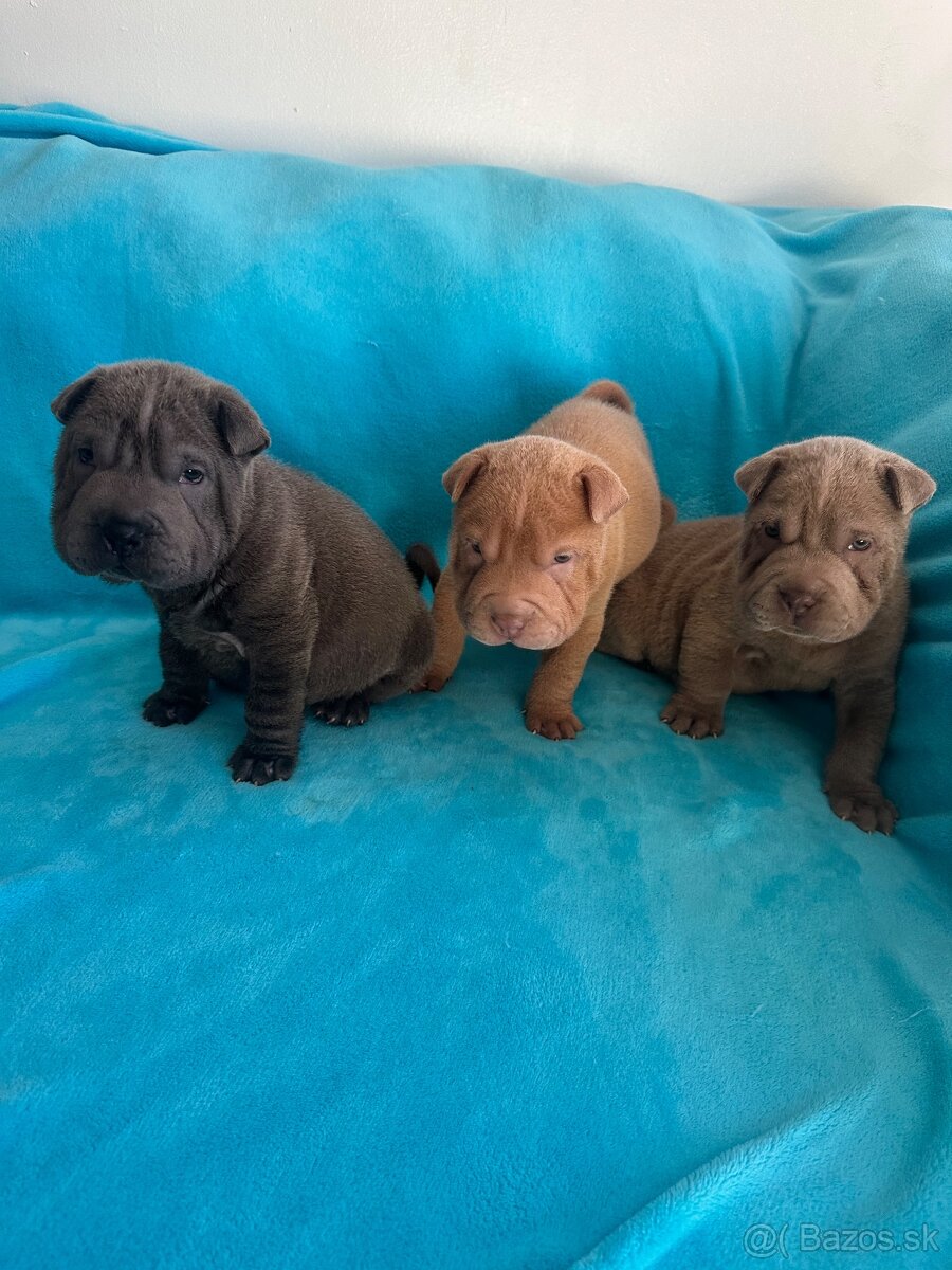 Sharpei,Shar-pei,šarpej