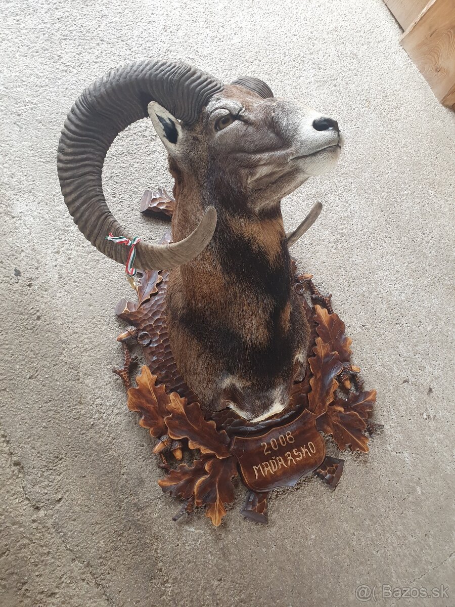 Predám zlatý preparát muflóna