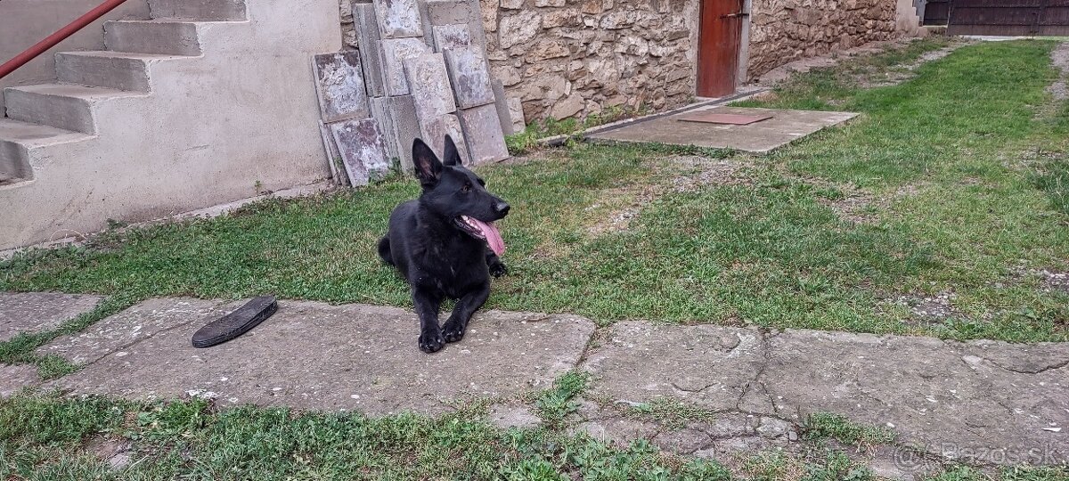 Predám fenu nemeckého ovčiaka