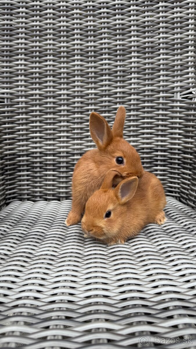 Zákrslý kralik❤️