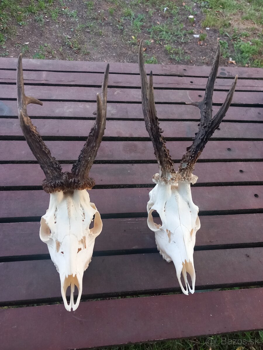 Srnčie trofeje ...2ks.