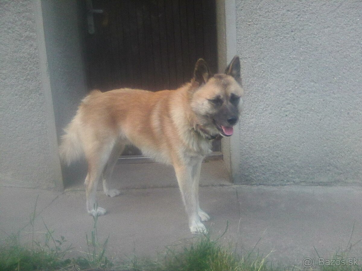 Darujem psíka